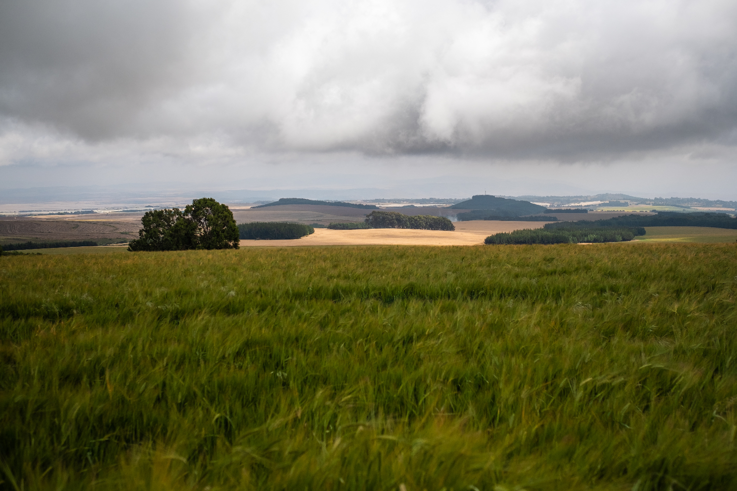 Breathtaking view of the grassy fields under the cloudy sky in Mount Kenya